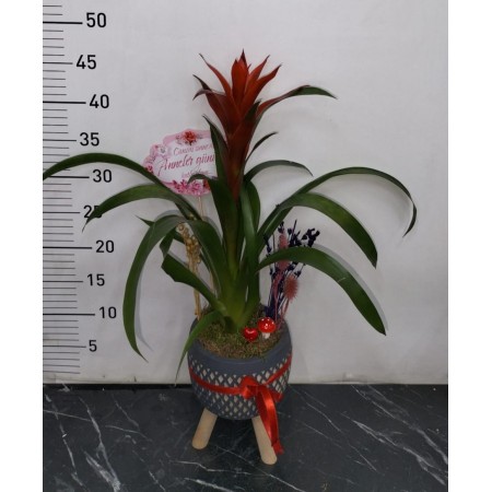 Ayaklı Saksı da Guzmania Çiçeği